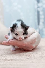 Black and white newborn kitten on a female palm, the first day o