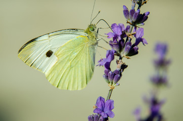 butterfly on a purple flower