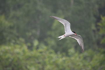 seagull in flight