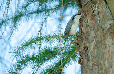funny nuthatch sitting on a tree