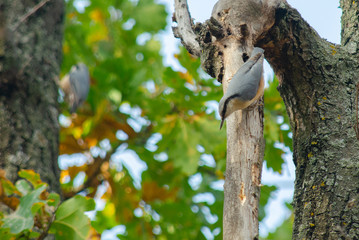 funny nuthatch sitting on a tree