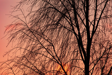 Leafless tree branches in the morning