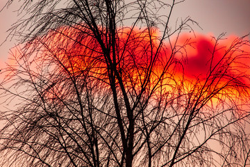 Leafless tree branches in the morning