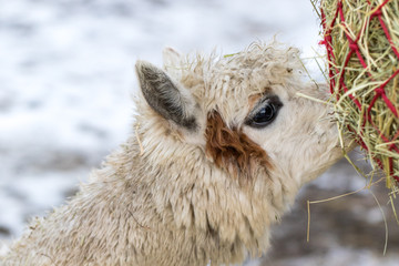 Naklejka na ściany i meble Portrait of a cute alpaca munching on hay. Beautiful llama farm animal at petting zoo.