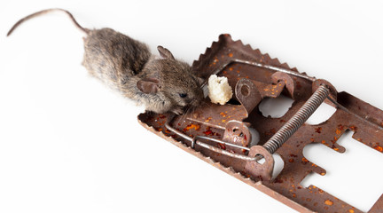 The mouse fell into a mousetrap