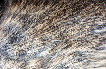 Mouse wool as an abstract background
