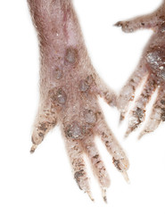Mouse paws isolated on a white background