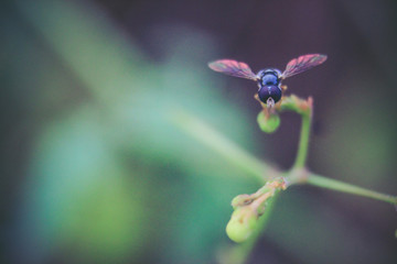 photo of a fruit fly that is above the grass
