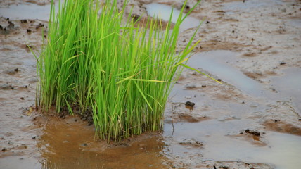 seeds of rice plants that began to be planted in the fields