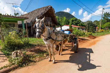 heavy horse harnessed to a cart stands on street on a village road against the background of sheds,...