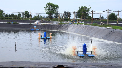 Shrimp ponds are ponds built to grow shrimps, both freshwater shrimp, brackish water, and salt water.