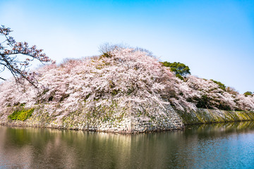 春の彦根城　中堀