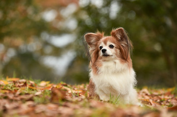 Obraz premium ミックス犬