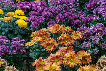 colourful flowers in the garden.  flowerbed of african daisies , from the family Asteraceae