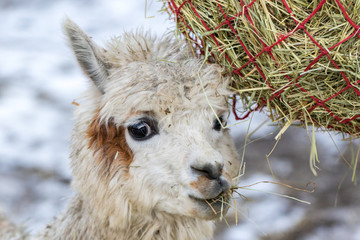 A funny alpaca close-up eating grass and chewing. Beautiful llama farm animal at petting zoo.