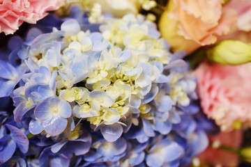 Beautiful purple hydrangea flower close up made with filter color
