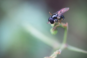 Fototapeta premium photo of a fruit fly that is above the grass