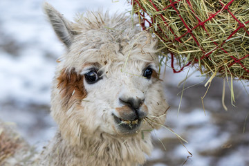 A funny alpaca close-up eating grass and chewing. Beautiful llama farm animal at petting zoo.