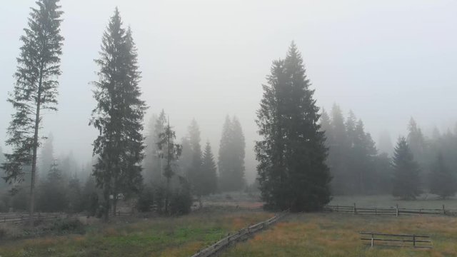 Morning fog in mountain valley. Foggy morning on forest meadow. Beautiful alpine scene.