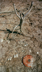 dry lake with a dead tree