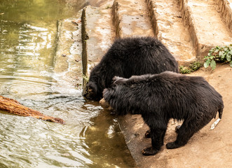 brown bear in zoo