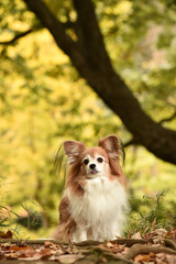 ミックス犬