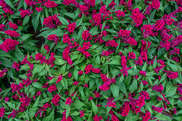 flowerbed of beautiful Azaleas flowers,flowering shrubs in the genus Rhododendronhey and are part of the family Ericaceae
