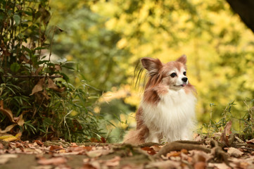 ミックス犬