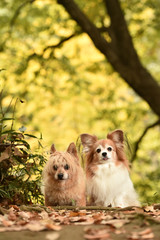 Obraz premium ミックス犬