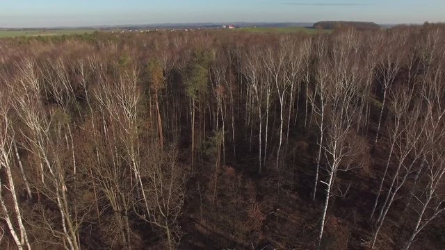 Waldsterben