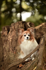 Fototapeta premium ミックス犬