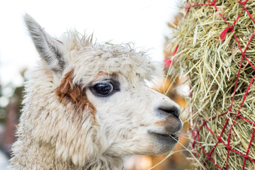 Fototapeta premium Funny alpaca eating hay. Beautiful llama farm animal at petting zoo.