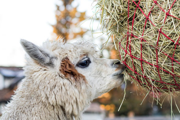 Cute alpaca eating hay. Beautiful llama farm animal at petting zoo.