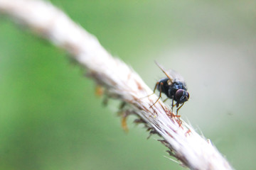 close up photo of a fly on a flower branch