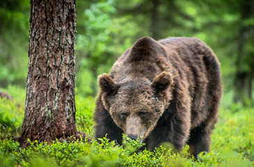 Obraz na płótnie Canvas Wild Adult Male of Brown bear in the pine forest. Close up portrait. Scientific name: Ursus arctos. Natural habitat.