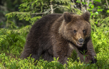Naklejka na ściany i meble Cub of Brown Bear in the summer pine forest. Front view. Natural habitat. Scientific name: Ursus arctos.