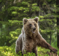 Cub of Brown Bear in the summer pine forest. Front view. Natural habitat. Scientific name: Ursus arctos.