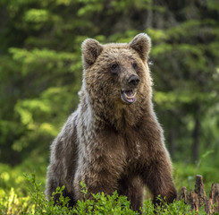 Obraz na płótnie Canvas Cub of Brown Bear in the summer pine forest. Front view. Natural habitat. Scientific name: Ursus arctos.