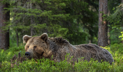 Wild Adult Male of Brown bear in the pine forest. Close up portrait. Scientific name: Ursus arctos....