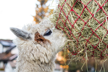 Cute alpaca eating hay. Beautiful llama farm animal at petting zoo.