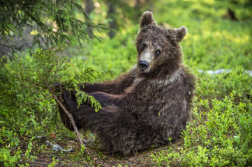 Naklejka na ściany i meble Cub of Brown Bear sit in the summer pine forest. Natural habitat. Scientific name: Ursus arctos.