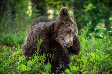 Fototapeta na wymiar The bear cub itched. Cub of Brown Bear sit in the summer pine forest. Natural habitat. Scientific name: Ursus arctos.