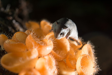 Orange mushroom, champagne mushroom in rain forest with the rat