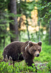 Fototapeta premium Juvenile Brown Bear in the summer pine forest. Natural habitat. Scientific name: Ursus arctos.