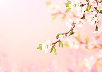 Beautiful magic spring scene with cherry flowers
