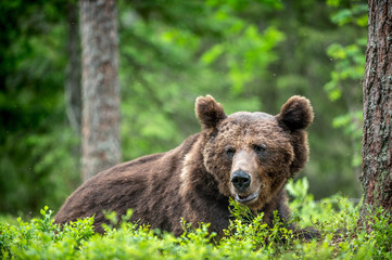 Fototapeta premium Wild Adult Male of Brown bear in the pine forest. Close up portrait. Scientific name: Ursus arctos. Natural habitat.