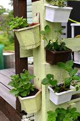 Fototapeta na wymiar Petunia and strawberry seedlings in pots in the garden outside.