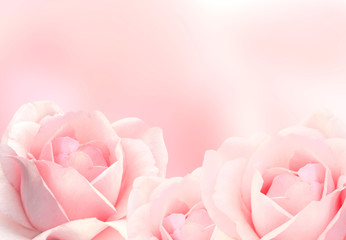 Blurred background with three pink roses - obrazy, fototapety, plakaty
