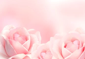 Foto auf Acrylglas Unscharfer Hintergrund mit drei rosa Rosen © frenta
