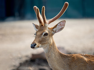 Close up Head and Horn of Deer Isolated on Background